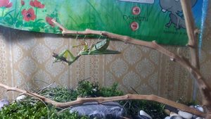 Богомол ест кузнечика
