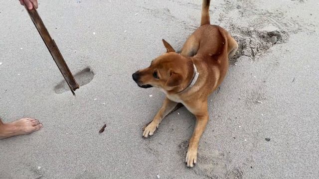 CUMPLEAÑOS TROPICAL Y LLUVIOSO en KOH KOOD ??️ смотреть онлайн