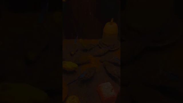 Please sport me #fish #parrort #lover #birds #mittoo #budgies #parrorts #aquarium #paroot #music #1 смотреть онлайн