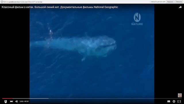 Киты питаются фитопланктоном