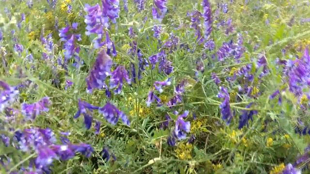 Поход на Голубое озеро. Подводная съемка. Цветы, бабочки, Солнечный окунь смотреть онлайн