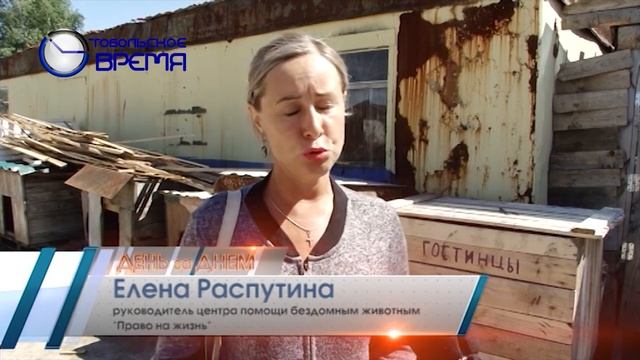 ПРОБЛЕМЫ СОБАЧЬЕГО ПРИЮТА смотреть онлайн