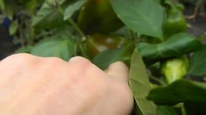 Перец Аконкагуа. Созревание плодов.