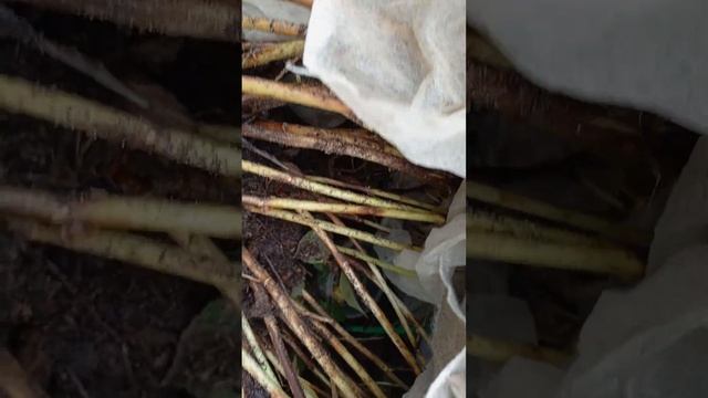 3.11.23.Потепление.Открываю укрытия крупнолистных??? смотреть онлайн