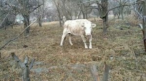 Всю старую осеннюю мульчу под деревьями, под кустами и тд.. весной убираем и сжигаем..