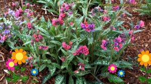 Медуница гибридная Распберри Сплэш. Краткий обзор, описание pulmonaria hybridum Raspberry Splash