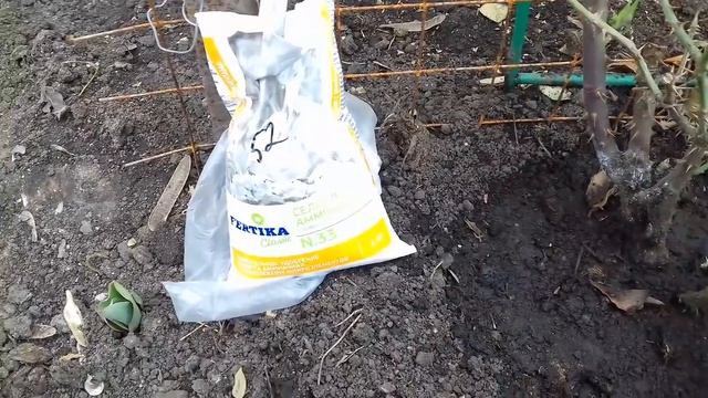 ПЕРВАЯ ВЕСЕННЯЯ  ПОДКОРМКА РОЗ . КАК ПОМОЧЬ РОЗАМ ПОСЛЕ ЗИМЫ.