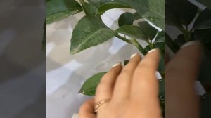 Лимон Дольче дель Бразил, лимон бразильский, Лимон сладкий /1 O C. limon "dolce del Brasile"