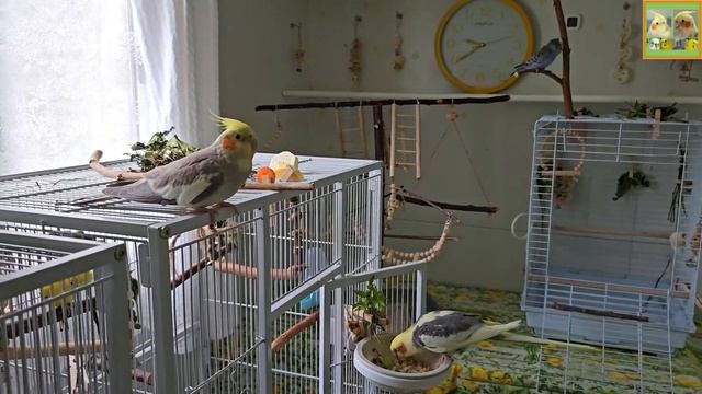 Funny Parrotszotti 407. Life Of Cockatiels And Budgies. Жизнь корелл и волнистых попугаев