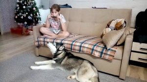 Хаски поёт под губную гармошку