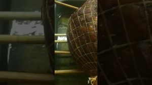 #СВИНАЯ #ШЕЙКА сваренная в с жидким дымом.