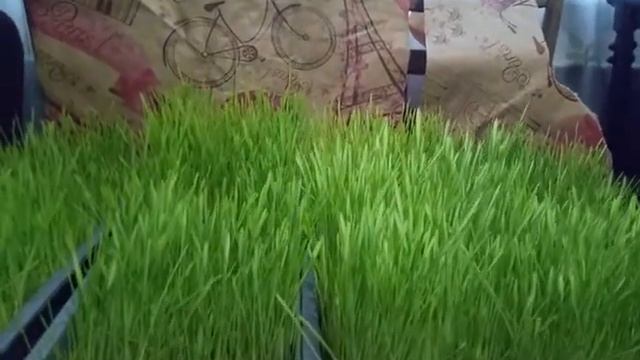 Первый раз вырастила зелень из ячменя и пшеницы