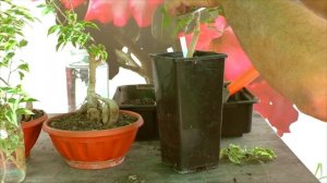 Пересадка бонсай.