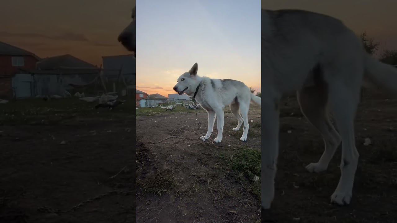 Утро в деревне или кайф для души смотреть онлайн