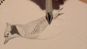 bluejay time lapse drawing