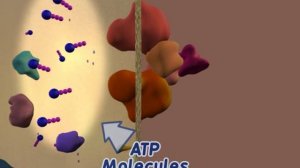 Сигнальный путь инсулина