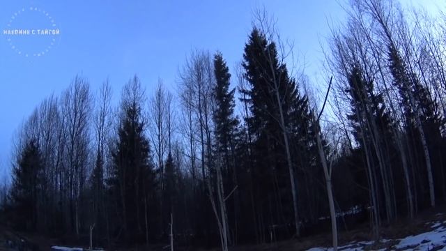 ВЕСЕННЯЯ ОХОТА НА ВАЛЬДШНЕПА 2019! / КАК НАЙТИ ТЯГУ ВАЛЬДШНЕПА/ Наедине с тайгой смотреть онлайн