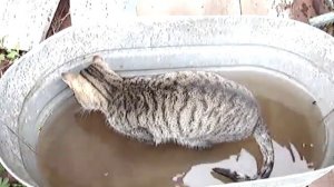 Кот ловит рыбу в ванне (Прикол) !