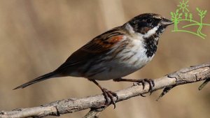 Голоса птиц Как поёт Тростниковая овсянка (Emberiza schoeniclus).mp4