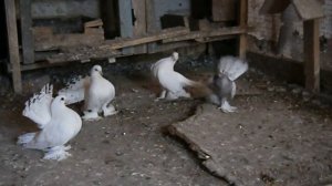 статные голуби