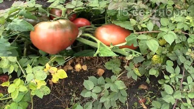 Уж осенью пахнуо. Гном Пурпурное сердце. смотреть онлайн