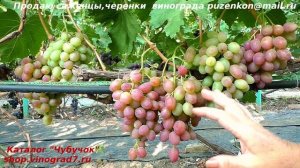 Виноград СИРЕНЕВЫЙ ТУМАН с розовыми ягодами приятным гармоничным вкусом,  Пузенко Наталья Лариасовн