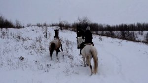 КУПИЛИ ДОМ В ДЕРЕВНЕ. ЛОШАДЬМИ ТОЖЕ НУЖНО ЗАНИМАТЬСЯ ( ЖИЗНЬ В ДЕРЕВНЕ)