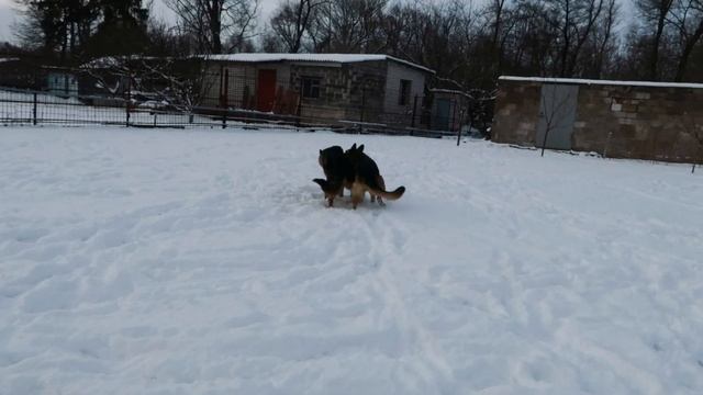 Утро с немцами//Подъём, молитва, силовые и борьба)))))))))//немцы в деревне смотреть онлайн