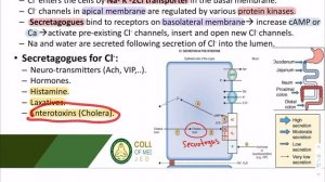 Epithelial Function in GIT | KSAU-ha | 2021