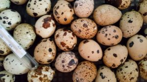 Последний 17-й день инкубации перепелиных яиц - шум и надклев скорлупы