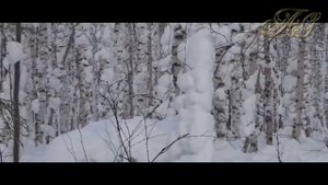 ? ? МЕДВЕДЬ-ШАТУН ЗЛОБНЫЙ И ОПАСНЫЙ ХИЩНИК