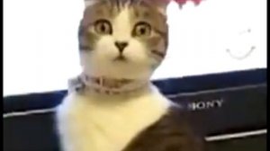 кот смотрит телевизор!