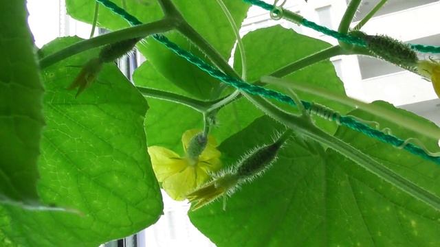 Как опылить огурцы в домашних условиях. Завязь сортовых огурцов.Часть2 смотреть онлайн