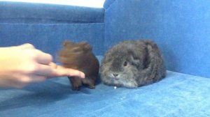 # дрессировка морских свинок