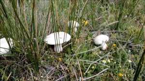 Leucopaxillus lepistoides