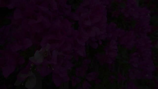 Super Ideas, How to grow bougainvillea glabra by branches with onions смотреть онлайн