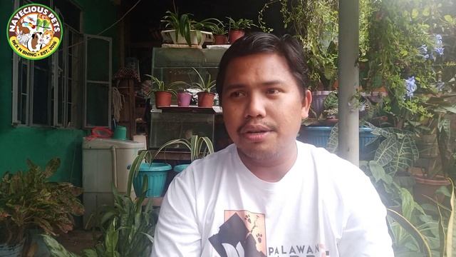 RABBIT FARMING - EARLY NESTING AND PLUCKING EXPLAINED and IMPORTANCE OF RABBIT BREEDING RECORD смотреть онлайн