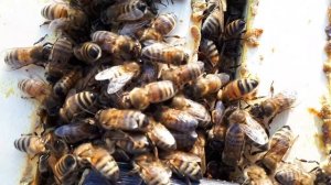 могут ли пчелы Бакфаст зимовать на улице? Как зимуют пчелы в ульях с сетчатым дном?