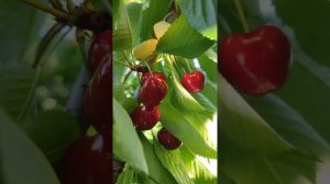 Grace Star Cherries 2022