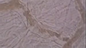 3  Кровь   Движение эритроцитов по капиллярам 2