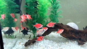 Аквариум Биодизайн Риф 60