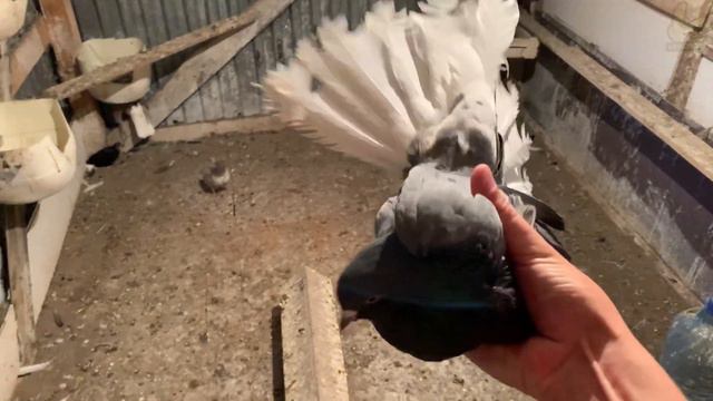 Николаевские голуби. Просмотр лишних пар по просьбе смотреть онлайн