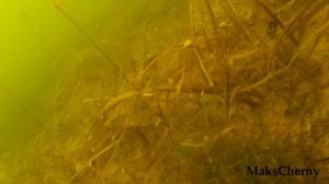 Речка Уча в Ивантеевке.  Взгляд из под воды.