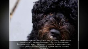 Португальская водяная собака Крупные породы собак 2