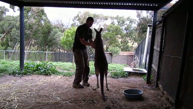 Kangaroo and Animal Trainer Spar | Cool Zoo Video смотреть онлайн