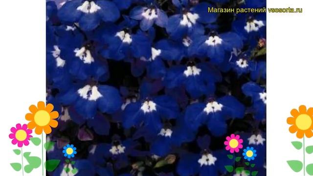 Лобелия синяя Блю Селекшн. Краткий обзор, описание характеристик lobelia siphilitica Blue Selection смотреть онлайн