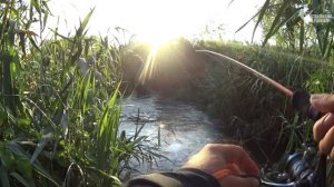 РЫБЫ не дают приманкам приземлиться! Страшный клёв на копию кузнечика