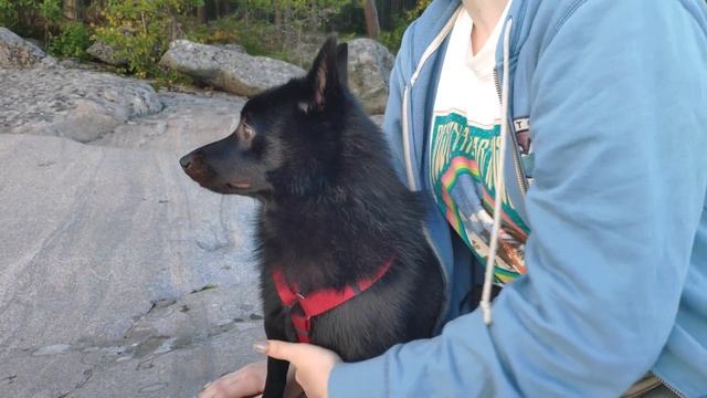 Schipperke Vincent Eats Wild Berries смотреть онлайн