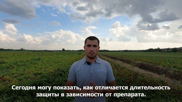 Альтернариоз на картофеле, Коломна