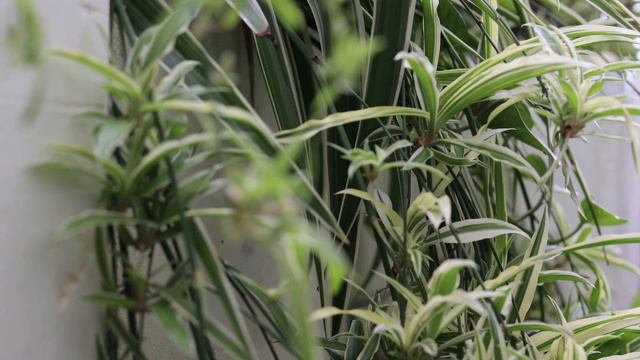 Plant Knowledge // Spider Plant (Chlorophytum comosum) смотреть онлайн